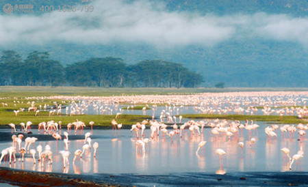 去塞浦路斯拉納卡鹽湖，看美麗的火烈鳥(niǎo)！