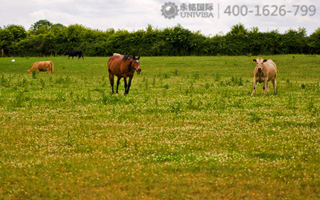 移民愛(ài)爾蘭會(huì)后悔嗎？看完這些您就知道了