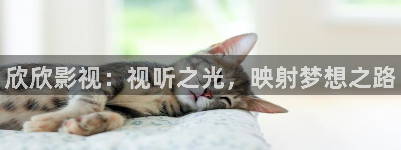 紅葉影視官網：欣欣影視：視聽之光，映射夢想之路